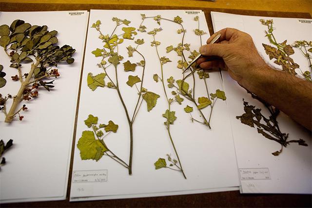 全球博物馆半数植物标本可能标错名