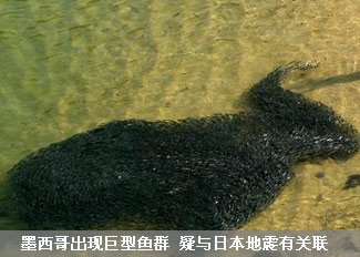 墨西哥出现巨型鱼群