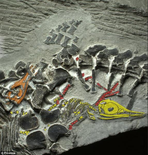 2.5亿年前化石真实呈现鱼龙产仔全过程！