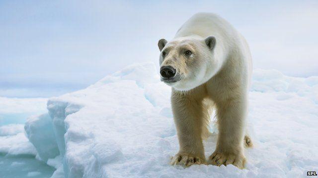 北极熊无法适应无海冰环境 或将面临灭绝