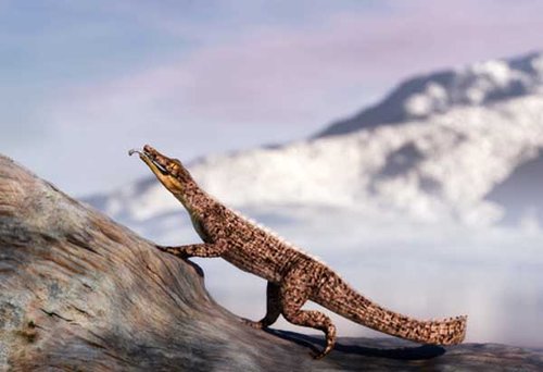 恐龙时代陆生鳄鱼化石尖牙利爪身形如鼠