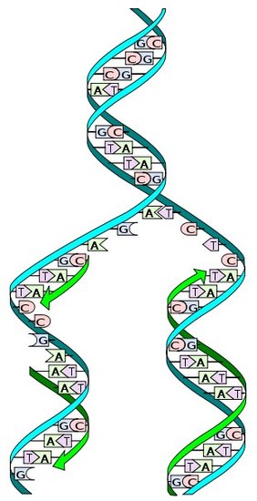 科学家发明体内DNA合成“可视化”新技术