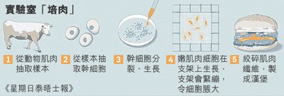 幹細胞漢堡