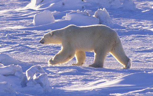 北极海冰减少导致极端气候 降雪和严寒频发
