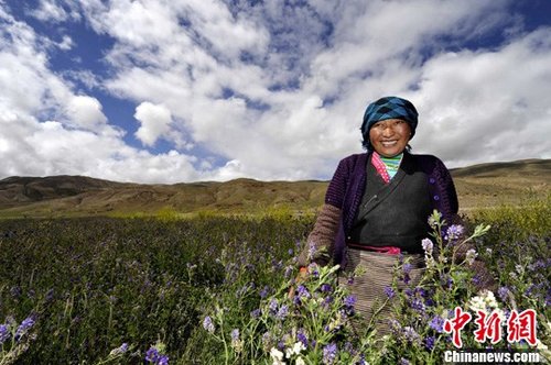 西藏山南隆子县人工种草 生态环境明显改善_科技