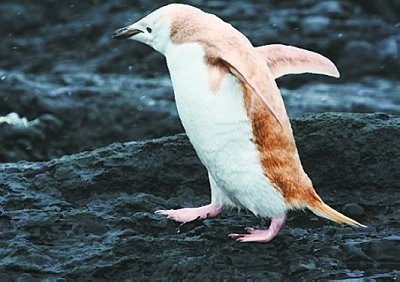 南极发现罕见白色变种企鹅 基因色素紊乱导致