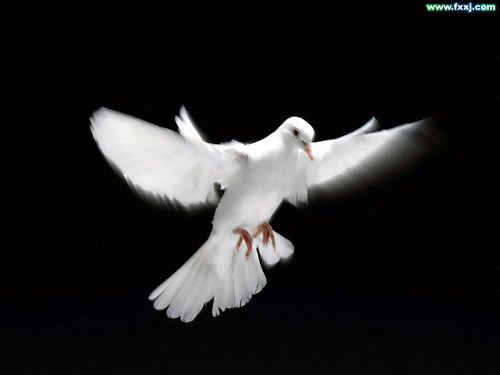 研究表明鸽子飞行转弯主要用身体而非翅膀_科技