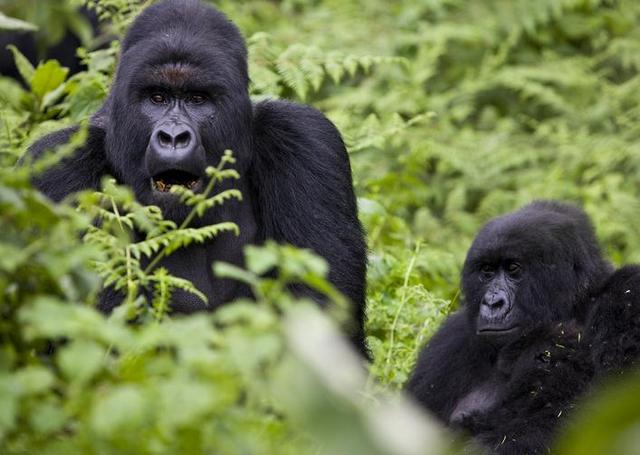 猩猩无视近亲繁殖危害 小群体存活数千年