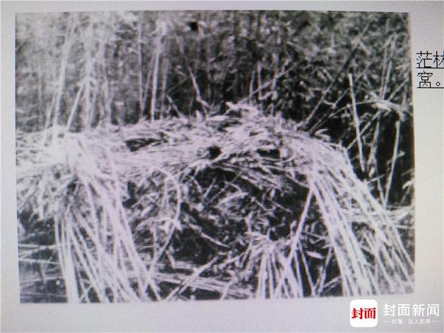 起底神农架“野人之谜”:有人被掳走5天,但无法核实