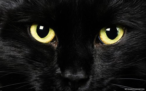 科学家发现猫携带致命新病毒 人类无法治愈