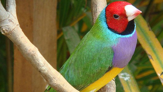 鸟类进化之谜解开 色彩多样性加快进化速度
