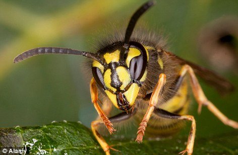 黄蜂同人类一样能够互相辨识同类容貌图科技