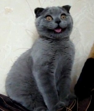 俄小猫走红网络 被誉为“世界上最可爱猫咪”