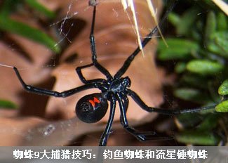 细看蜘蛛9大捕猎技巧