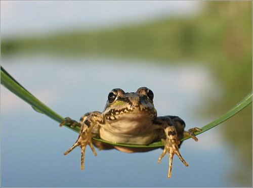 揭开动物预测地震之谜 未来动物或能预测地震