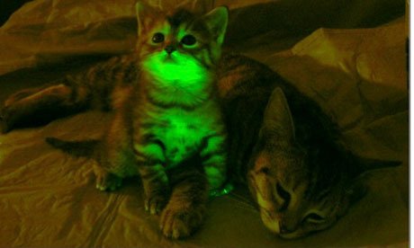 科学家培育出可抵御猫类艾滋病病毒荧光猫