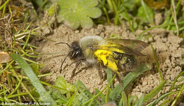 英国灭绝68年的蜜蜂神秘“复活”