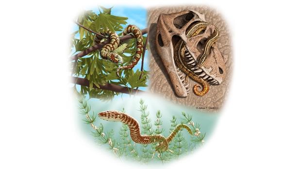 画蛇添足或许未错 科学家称发现四脚蛇化石