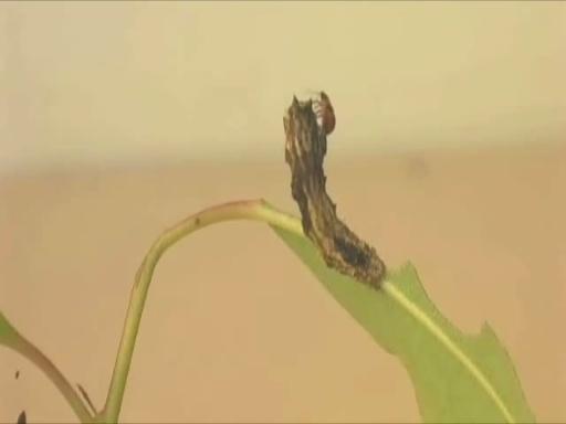 科学家发现能操纵毛毛虫大脑的元凶微生物