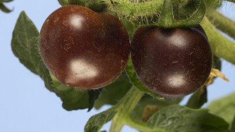 转基因西红柿培育成功 营养价值等同蓝莓