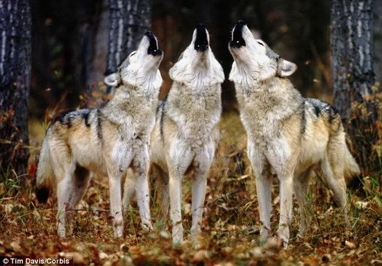 狼嚎是一种语言 可用于狼群身份识别交流