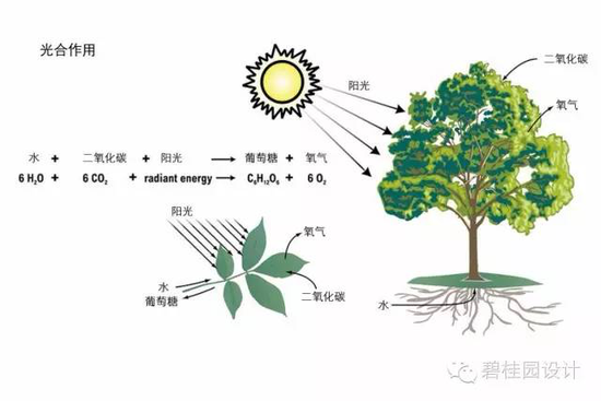 植物光合作用