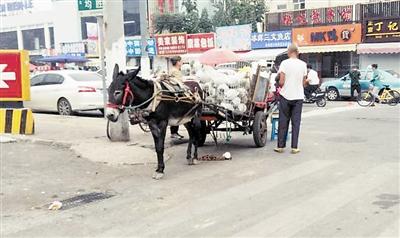 河北区一路没人拦 驴车进市区