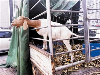 “僵尸车”当羊圈宰活羊当招牌 如此残忍振振有词_大燕网天津站_腾讯网