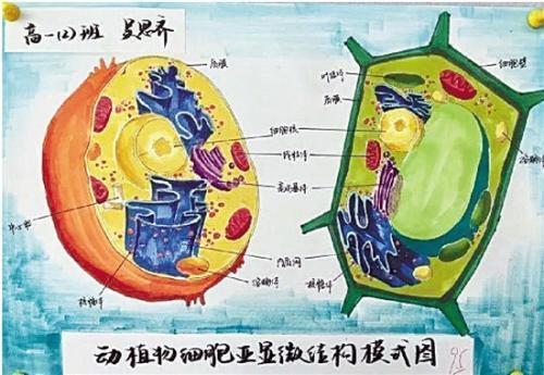 高中生手绘动植物细胞 对比原图简直以假乱真