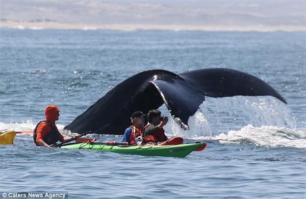 视频拍摄美加州坐头鲸冲出水面惊险时刻_大燕网天津站_腾讯网