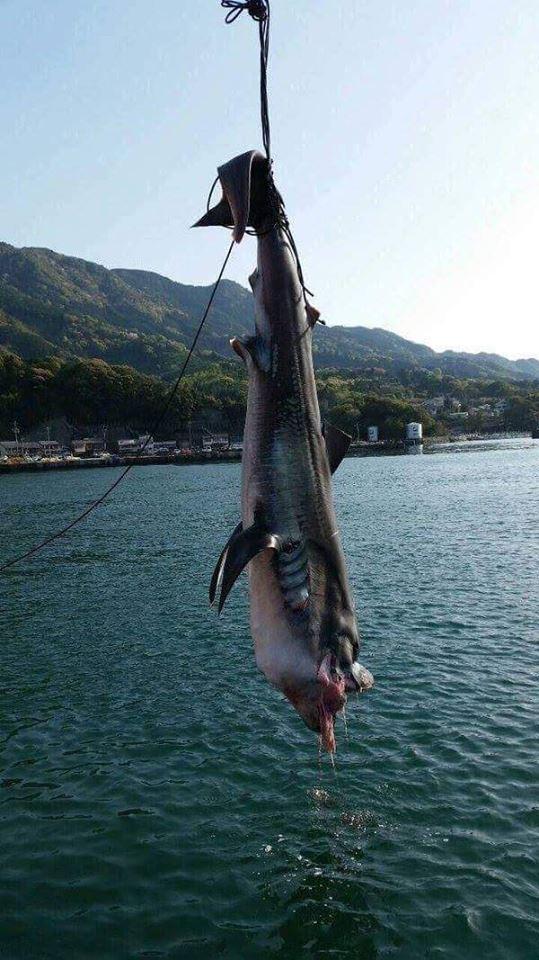 日本近海发现深海大鱼 或因地震上浮