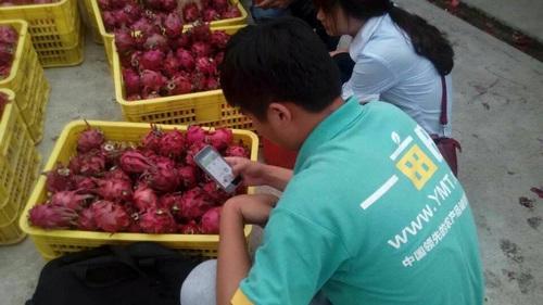 揭秘火龙果假滞销真相 三渠道辨别真假