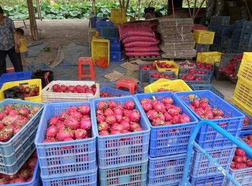 揭秘火龙果假滞销真相 三渠道辨别真假