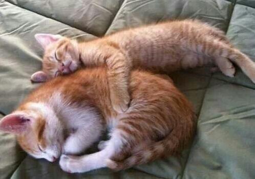 女生腹部取出十多厘米长活虫 疑与抱猫睡觉有关_大燕网天津站_腾讯网