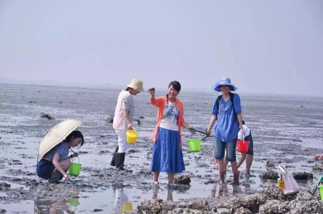 答案是——滩涂淤泥质海滩 如今,在滩涂淤泥质的海滩上 也催生出了一