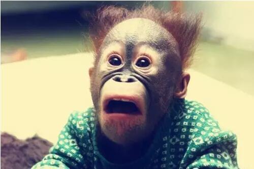 这5大猴子英语俚语也在向猴年致敬!