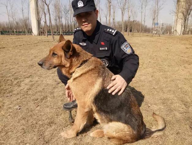 中国警犬--首页