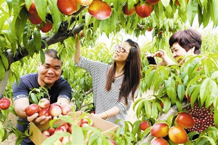 津郊各区县水果采摘活动吸引市民前来尝鲜