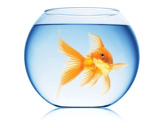 湖滨文锦苑捕鱼达人秀 欢渔无限