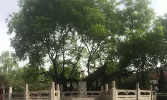 太原南社一地块起价一亿多转让 狄村千年古树