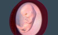 9-12周的胎儿发育过程