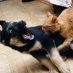 滑稽、搞怪、爆笑、幽默！