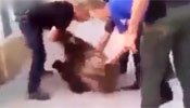 实拍俄罗斯男子徒手擒棕熊