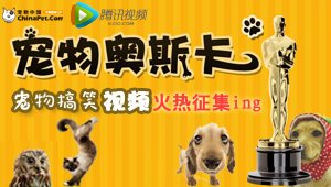 上传宠物视频 赢取4万元宠物大礼包