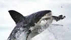 【猎奇】英国南海域7米鲨鱼距人仅咫尺