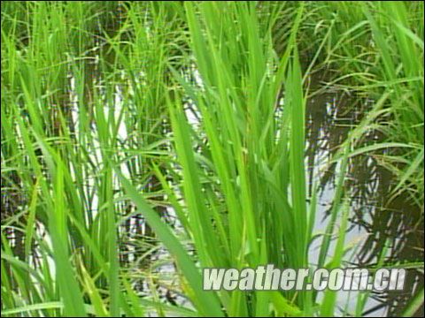 吉林6月下旬多降雨 农作物生长缓慢菜价涨_回