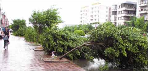 第二强台风:巨爵