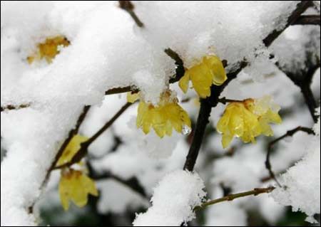 中医药师称雪有药用价值 _生活贴士_天气