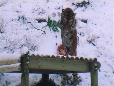 充满趣味的英国雪景_国外天气_天气