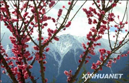 西藏林芝 桃花雪山相映成趣_推荐线路_天气